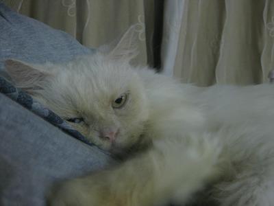 Ying - Persian Cat