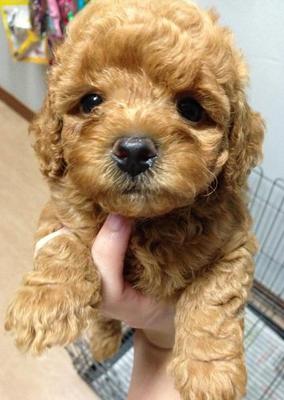 Brown Red Toy Poodle - Poodle Dog