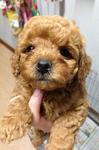 Brown Red Toy Poodle - Poodle Dog