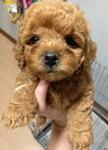 Brown Red Toy Poodle - Poodle Dog