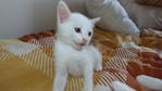 Lumi - Domestic Short Hair Cat