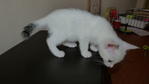 Lumi - Domestic Short Hair Cat