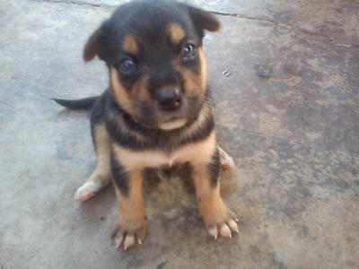 Cute Puppies - Mixed Breed Dog