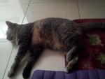 Gemok - Domestic Short Hair Cat