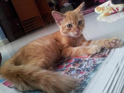 Oyen - Domestic Medium Hair Cat