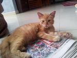 Oyen - Domestic Medium Hair Cat