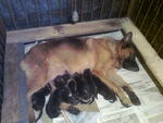 new born puppies 3rd day