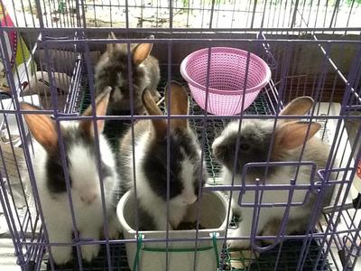 Cute Rabbits - Dutch + Lionhead Rabbit