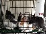 These rabbits r 2 months old