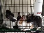 Cute Rabbits - Dutch + Lionhead Rabbit