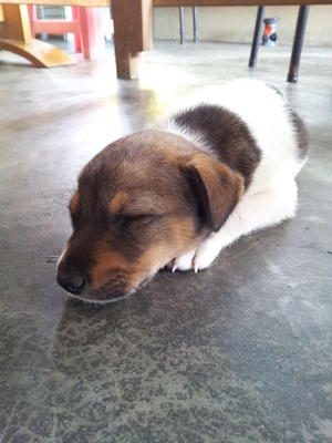 Puppy!! - Mixed Breed Dog