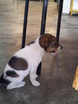 Puppy!! - Mixed Breed Dog