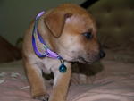 Dutchess - Mixed Breed Dog