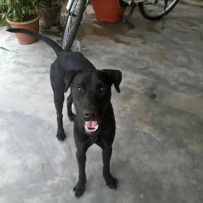 Blackie - Mixed Breed Dog