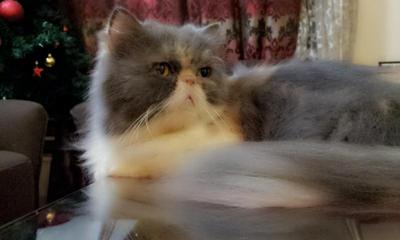 Thalia Amanda (Proven Female) - Persian Cat