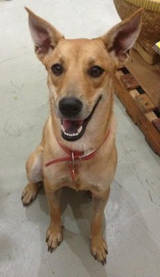 Happy - Mixed Breed Dog