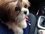 Peneh - Shih Tzu Dog