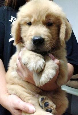 Male Very Big Bone Golden Retriever - Golden Retriever Dog