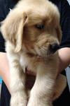 Male Very Big Bone Golden Retriever - Golden Retriever Dog