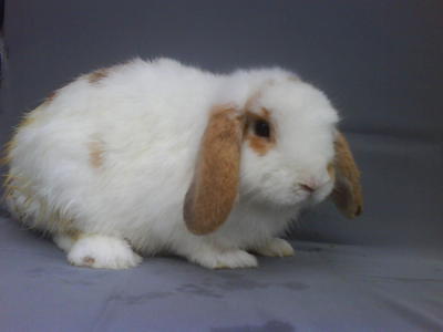 Holland Lop 5month - Belgian Shepherd Laekenois Rabbit