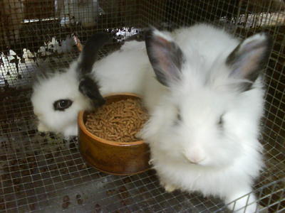 Hotot Sepasang - Hotot Rabbit