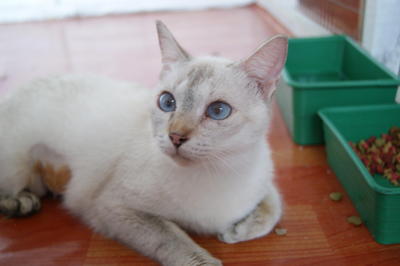 Crystal - Siamese + Domestic Short Hair Cat