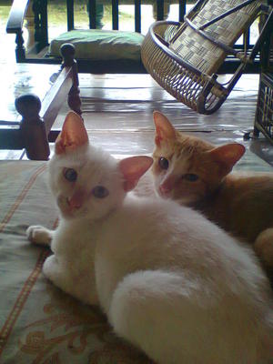 Ki-kiey And Zickiey - American Shorthair Cat