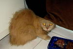 Found Cat Name 'lossy' - Domestic Long Hair Cat