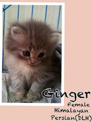 Ginger - Persian + Himalayan Cat