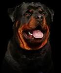 Rani - Rottweiler