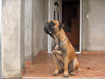 Don - Bullmastiff