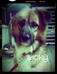 Lucky - Mixed Breed Dog