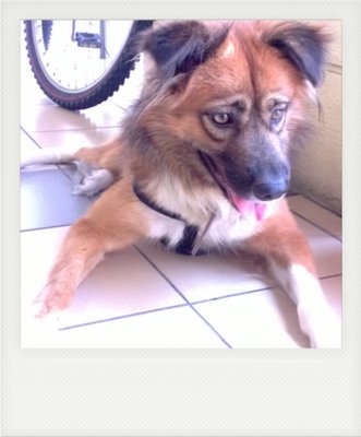 Lucky - Mixed Breed Dog