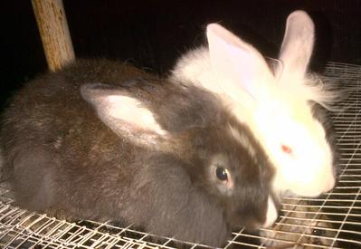 Blackie And Whitie - Lionhead Rabbit