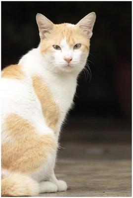 Boren - Japanese Bobtail Cat