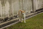 Boren - Japanese Bobtail Cat