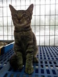 Rescued Kitties For Adoption - Domestic Short Hair Cat