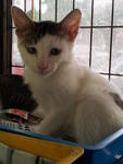 Rescued Kitties For Adoption - Domestic Short Hair Cat