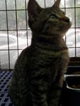 Rescued Kitties For Adoption - Domestic Short Hair Cat