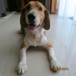 Toby - Beagle Dog