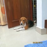 Toby - Beagle Dog