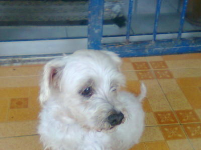 Snoopy - Terrier Dog