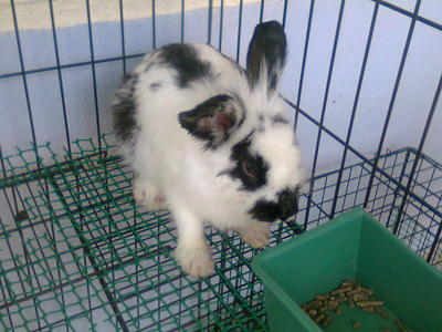 Bushy - Angora Rabbit + Bunny Rabbit Rabbit