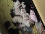 Sweety Kittens - Domestic Short Hair Cat