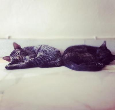 Stripie And Blackie - Bengal + Domestic Medium Hair Cat