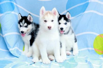 Cute Siberian Husky For Sale  - Siberian Husky Dog