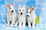 Cute Siberian Husky For Sale  - Siberian Husky Dog