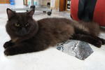 Blacky - Persian + Ragdoll Cat