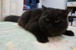 Blacky - Persian + Ragdoll Cat