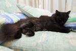 Blacky - Persian + Ragdoll Cat